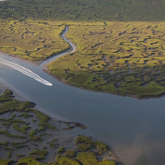 MONDAY - Salt Marsh Nature and Dolphin Tour